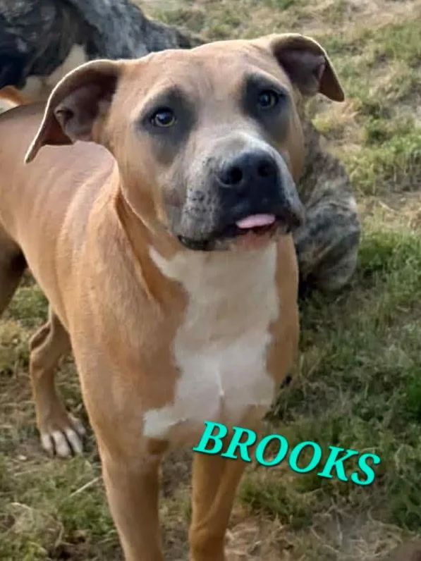 Brooks thumbnail 5