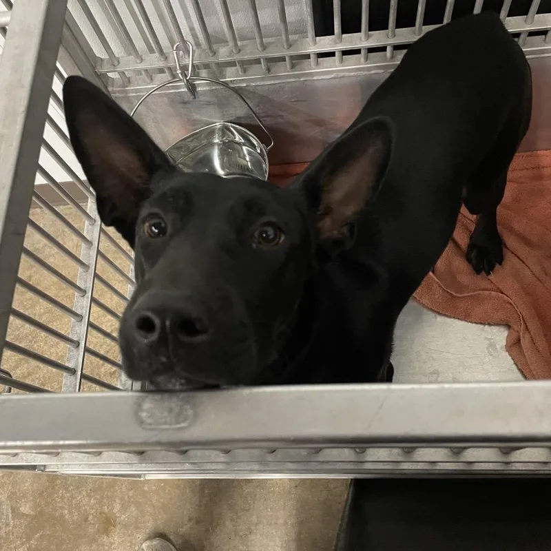 A young medium-sized female Black Mixed Breed dog named Cinder for adoption in Abilene, TX