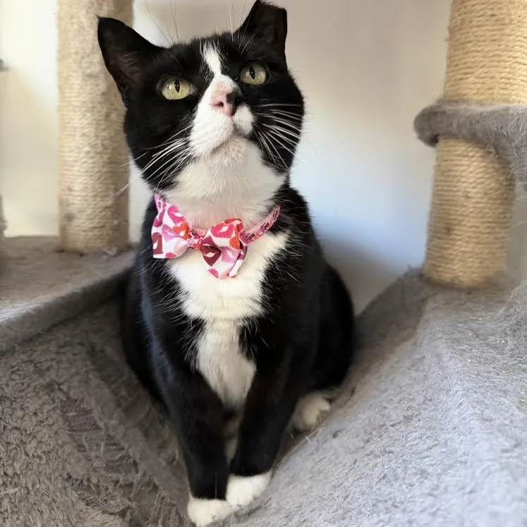 An adult large-sized male Tuxedo cat named Pudding for adoption in Miami, FL
