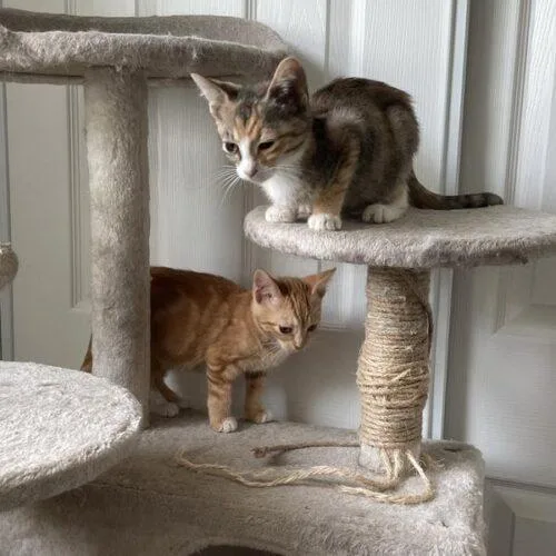 A baby small-sized female Calico Domestic Short Hair cat named Kiwi for adoption in Tampa, FL