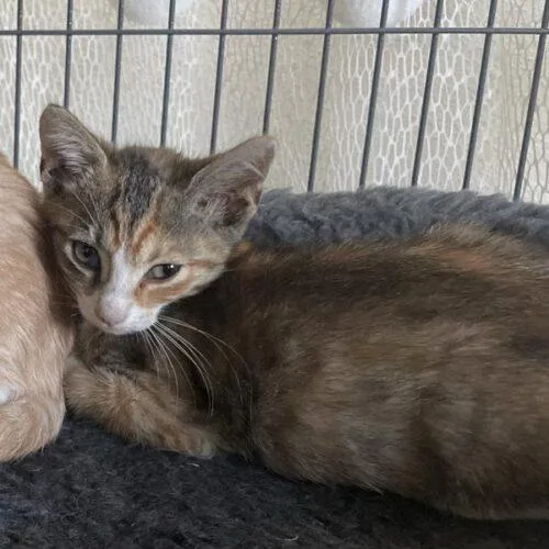 Kiwi thumbnail 3