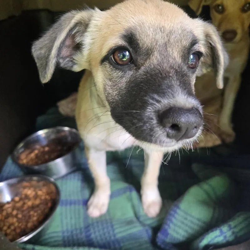 A baby medium-sized female Brown / Chocolate Mixed Breed dog named Fergie for adoption in Mount Gilead, NC