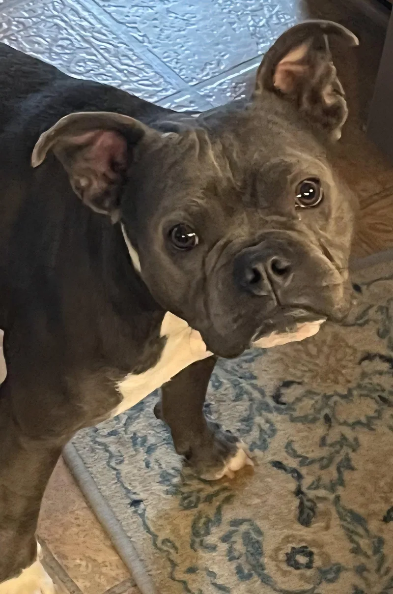Bailey