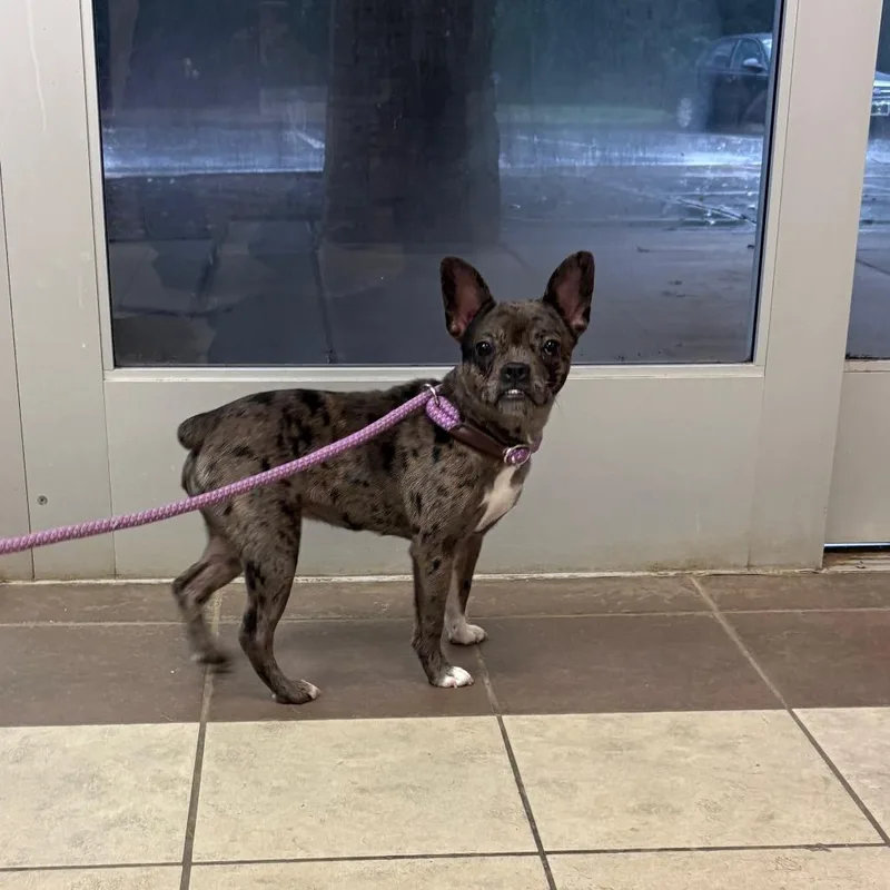 A young small-sized female Gray / Blue / Silver Mixed Breed dog named StrayGentianBoulevard for adoption in Columbus, GA