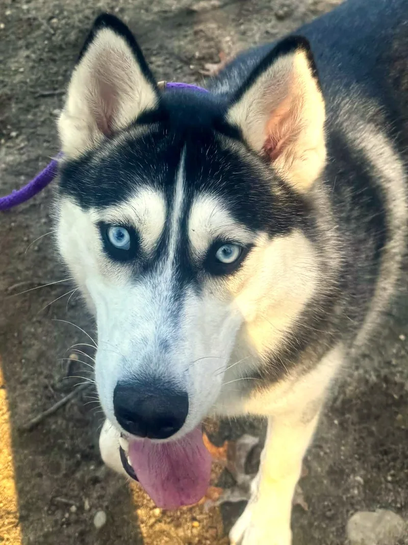 Baylette thumbnail 2