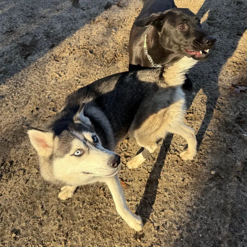 Baylette thumbnail 3