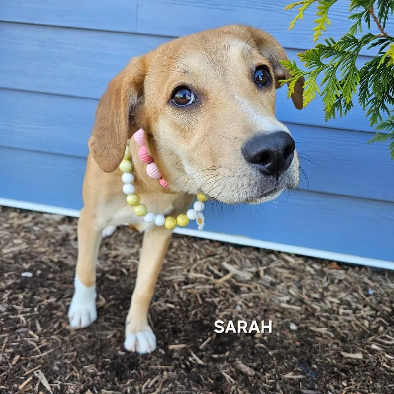 Sarah