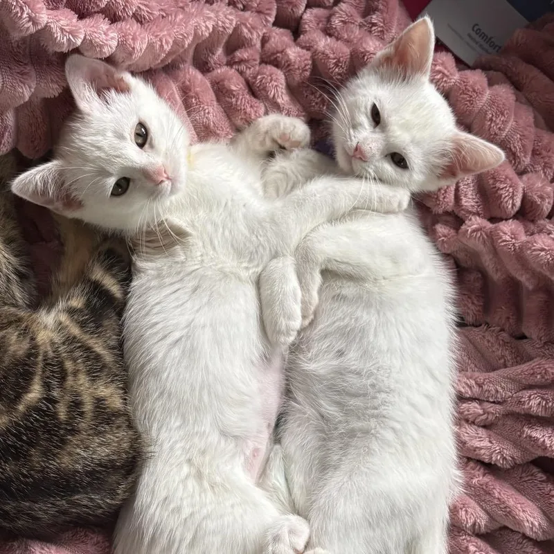 A baby small-sized female White Domestic Short Hair cat named Leslie for adoption in Lexington, KY
