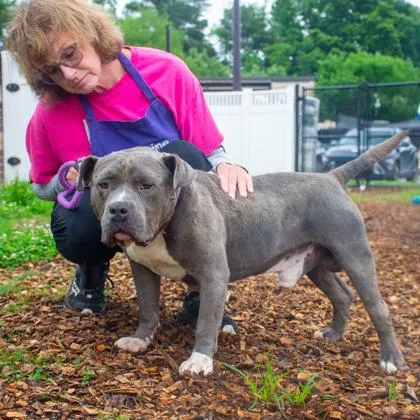 An adult large-sized male Mixed Breed dog named Potbelly for adoption in Chamblee, GA