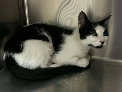 An adult small-sized female Domestic Short Hair cat named Tamisra for adoption in Spruce Pine, NC
