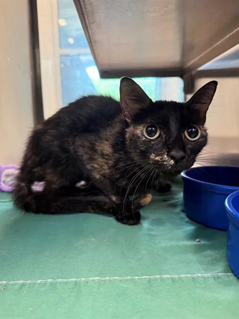 A young small-sized female Domestic Short Hair cat named Demi for adoption in Baytown, TX