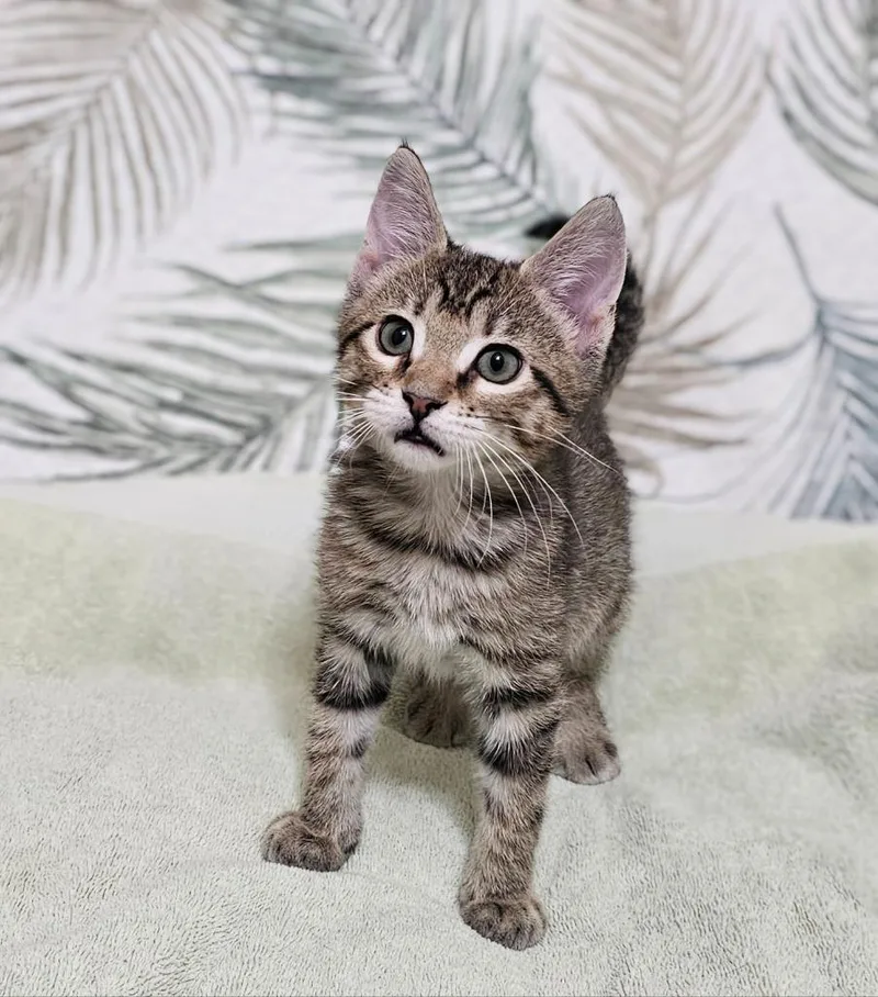 A baby medium-sized male Domestic Short Hair cat named Hollis for adoption in Roanoke, TX