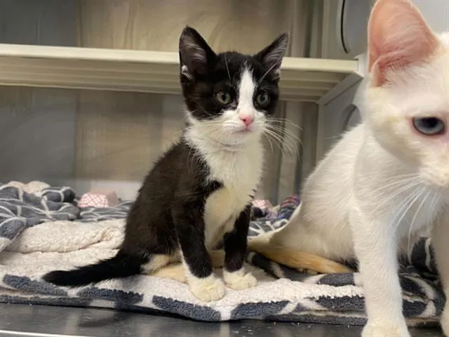 A baby small-sized female Domestic Short Hair cat named Harper for adoption in Tustin, CA