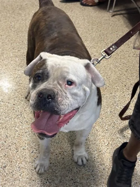 A senior large-sized male American Bulldog dog named Sparky for adoption in Miami, FL