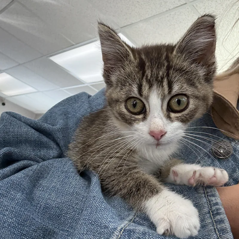 A baby large-sized female Tabby (Brown / Chocolate) Domestic Short Hair cat named Darla Biscuits for adoption in Oconto, WI