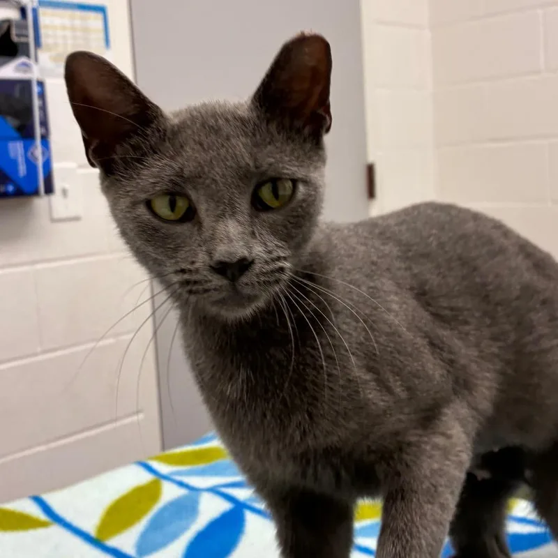 A young medium-sized female Gray / Blue / Silver Domestic Short Hair cat named Gracie for adoption in Corpus Christi, TX