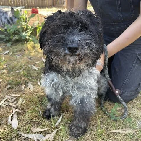 An adult small-sized male Black Terrier dog named Simon for adoption in Sonoma, CA