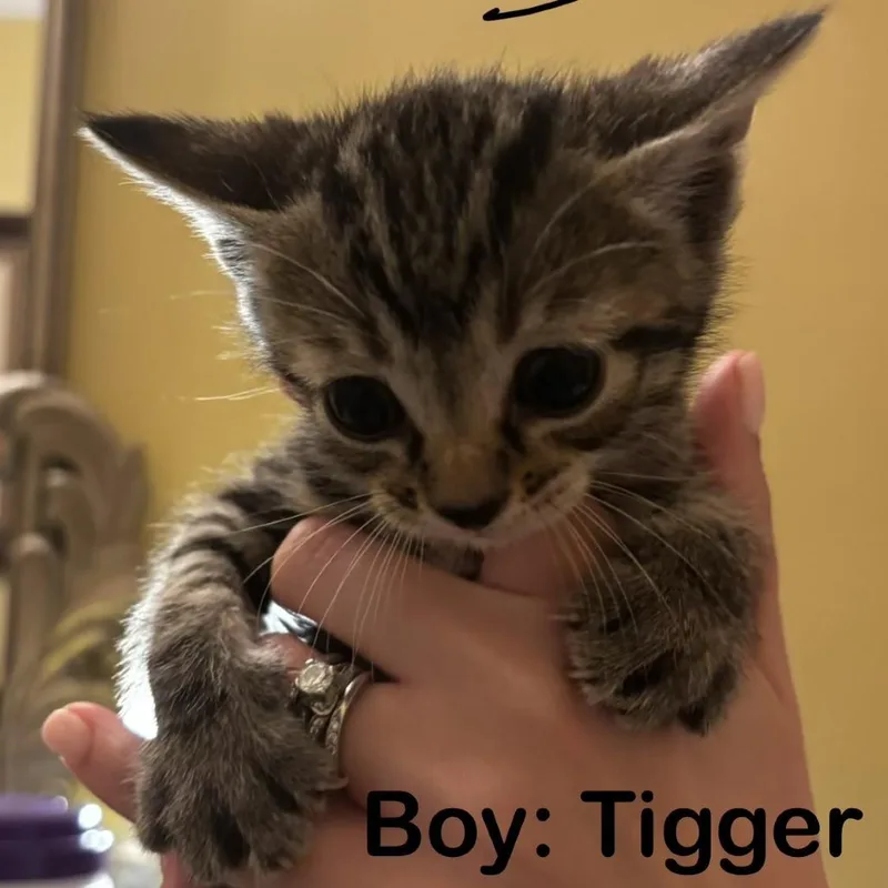 Tigger thumbnail 2