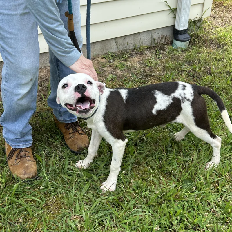A young medium-sized male White / Cream Pit Bull Terrier dog named Dobby for adoption in Charles City, VA