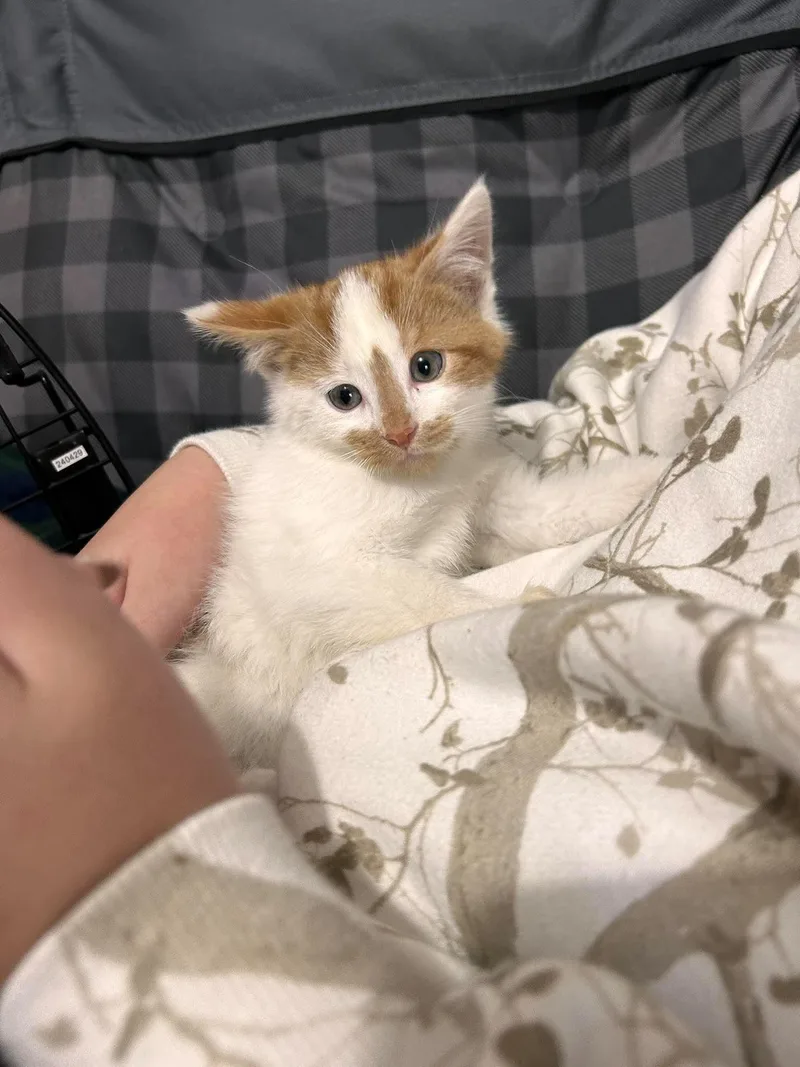 A baby medium-sized male Orange & White Domestic Short Hair cat named Peanut Butter for adoption in Detroit, MI