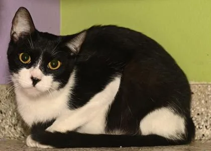 An adult medium-sized female Domestic Short Hair cat named Starcrunch for adoption in Baton Rouge, LA