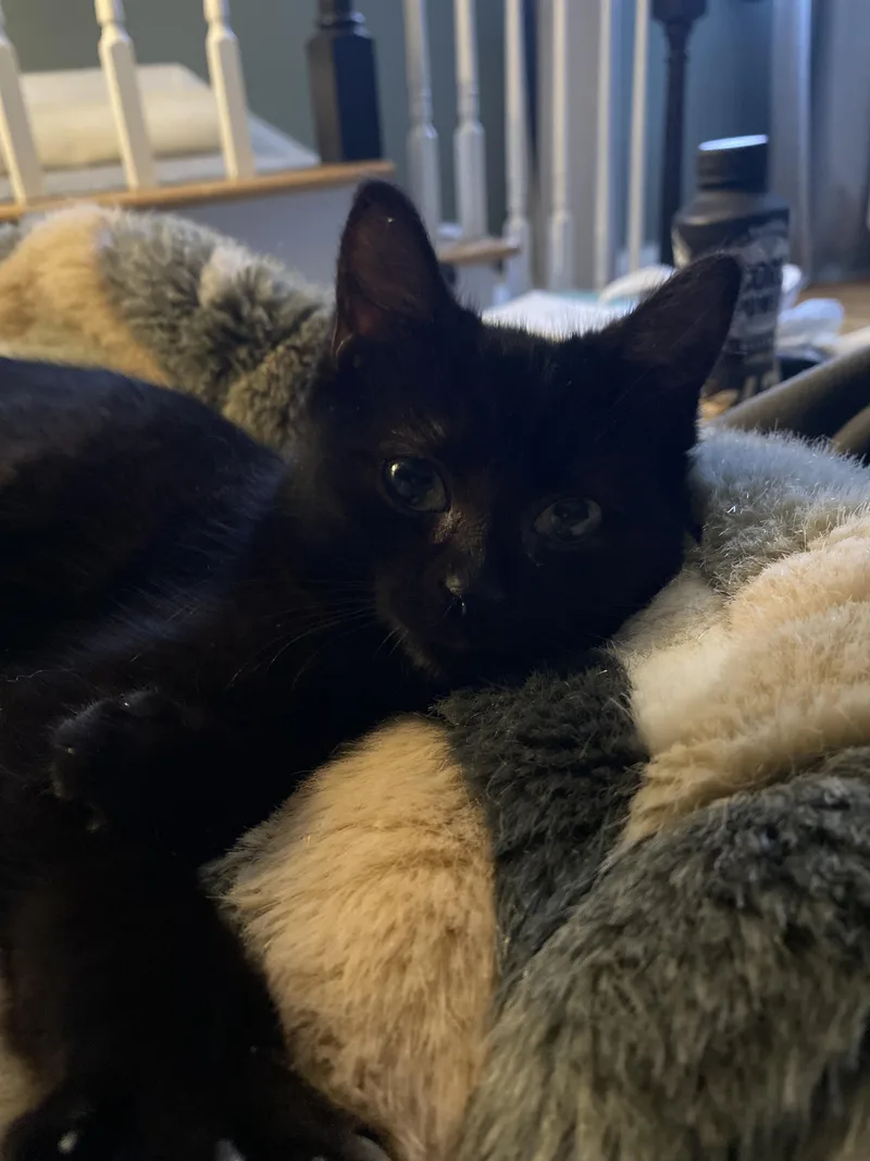 Stellina thumbnail 2