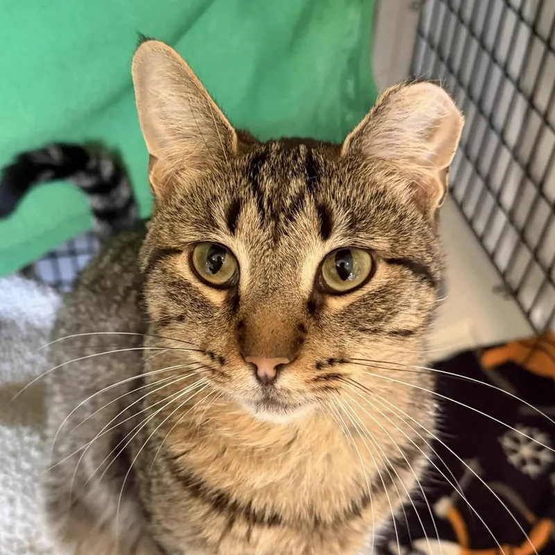 A young medium-sized male Domestic Short Hair cat named Captain Planet for adoption in Chicago, IL