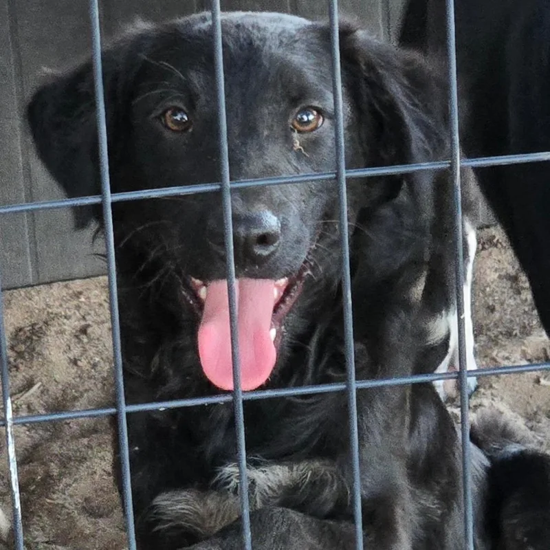 A young small-sized female Black Labrador Retriever dog named Sapphire for adoption in Floresville, TX