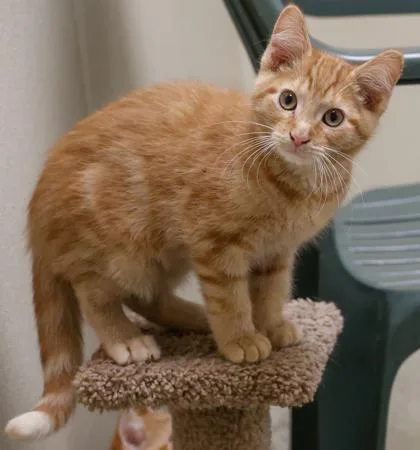 A baby small-sized male Domestic Short Hair cat named Cheeto for adoption in Verona, WI