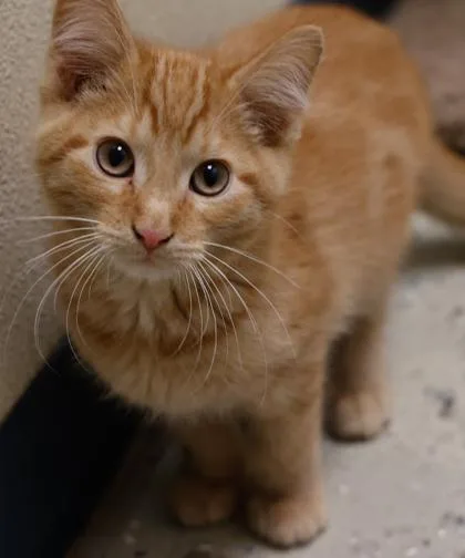 Cheeto thumbnail 3