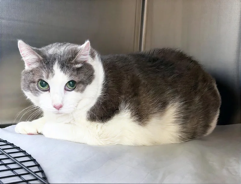An adult large-sized male Gray & White Domestic Short Hair cat named Apollo for adoption in Nashville, TN