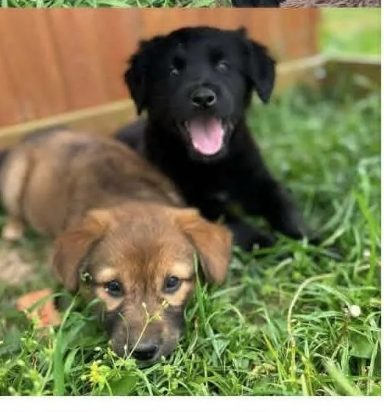 A baby medium-sized male Black Retriever dog named Charlie for adoption in Peoria, IL