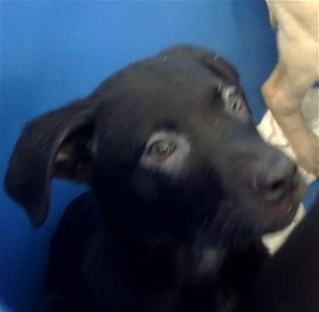 A baby medium-sized male Mixed Breed dog named Buggy for adoption in Dallas, TX