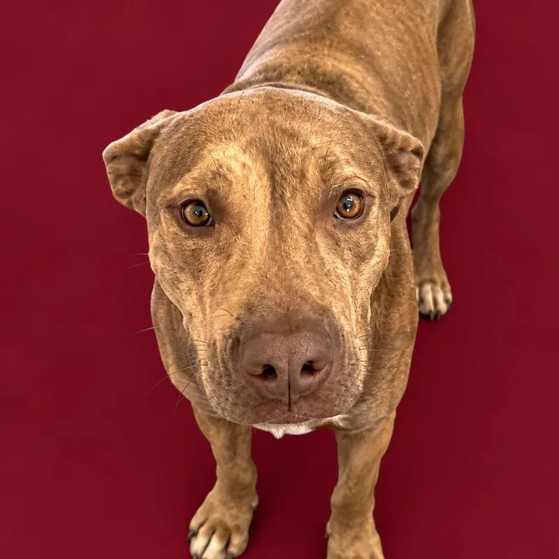 An adult medium-sized female Brindle Pit Bull Terrier dog named Buffy for adoption in Concord, NC