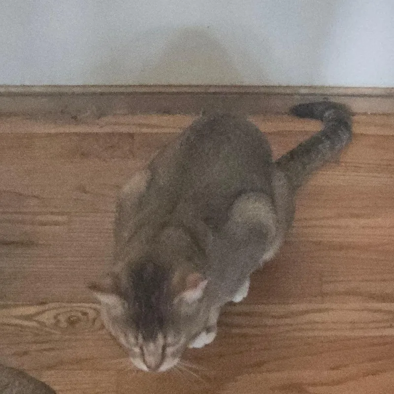 An adult small-sized male Brown / Chocolate Abyssinian cat named Iven for adoption in Grantsville, UT