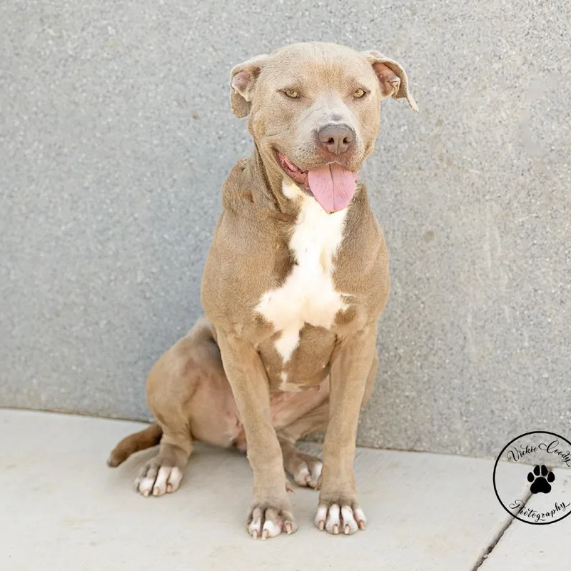 An adult large-sized female Yellow / Tan / Blond / Fawn American Staffordshire Terrier dog named Candy for adoption in Abilene, TX