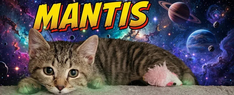 Mantis  Willow Grove thumbnail 2