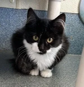 A baby medium-sized female Domestic Medium Hair cat named Truffles for adoption in Suffolk, VA
