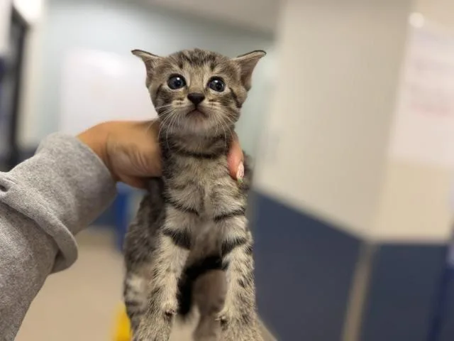 A baby small-sized female Domestic Short Hair cat named Watermelon for adoption in Miami, FL