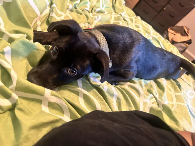 Gumbo