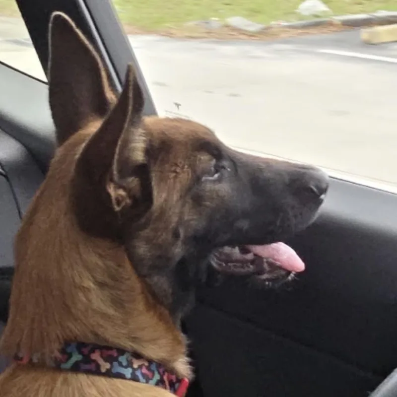 A young large-sized female Belgian Shepherd / Malinois dog named RGFLStray Carolina Reaper for adoption in North Port, FL