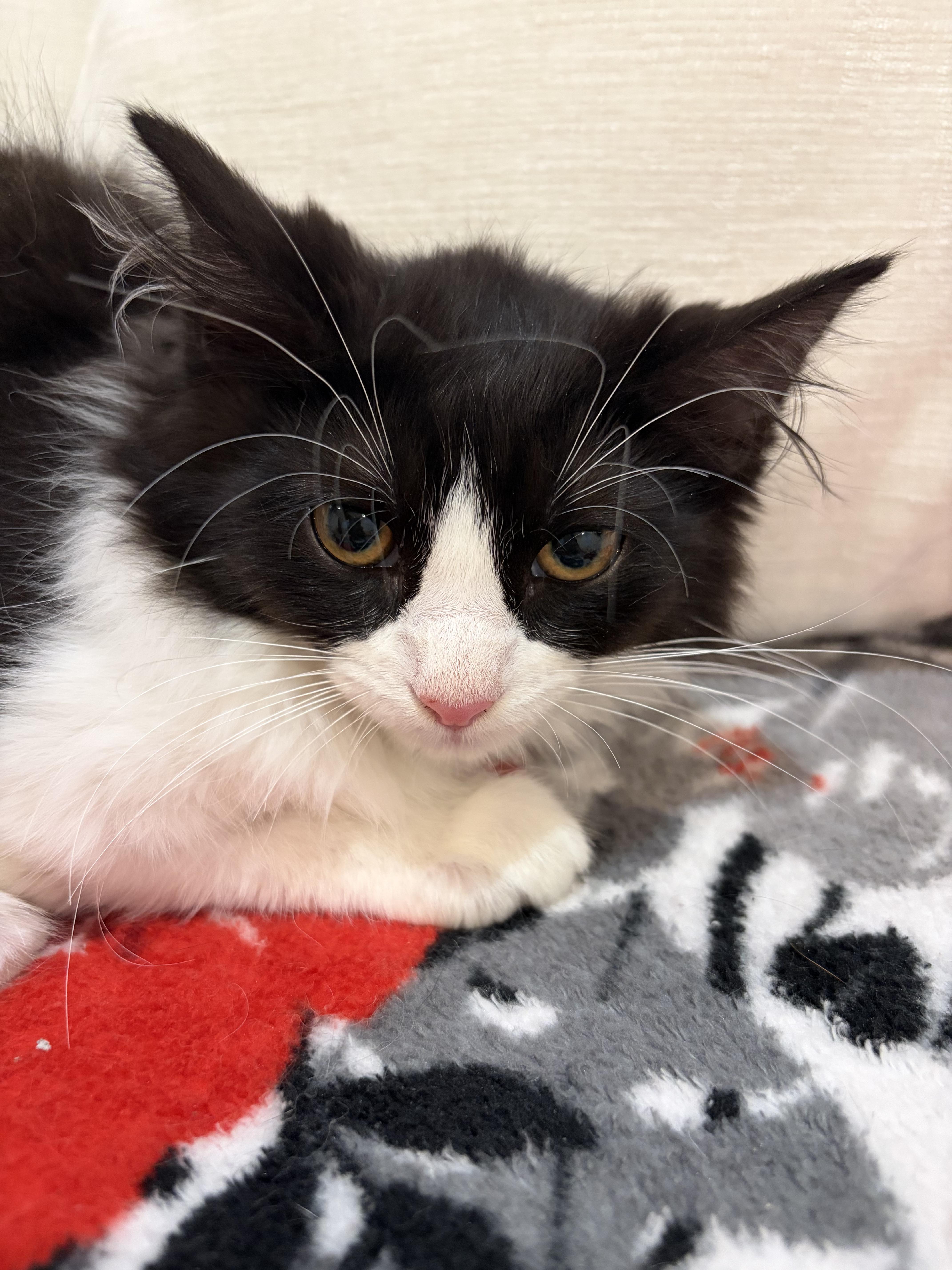 A baby medium-sized female Black & White / Tuxedo Domestic Medium Hair cat named Garnet for adoption in North Haledon, NJ