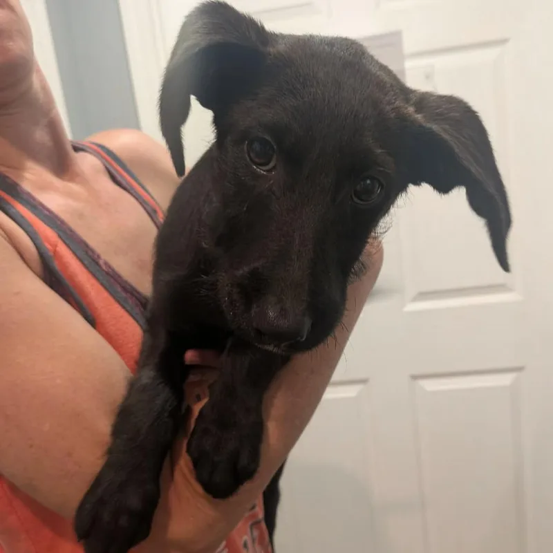 A baby medium-sized female Black Mixed Breed dog named Chaca for adoption in Boaz, AL