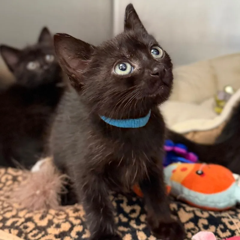 A baby small-sized female Black Domestic Short Hair cat named Tip Toe for adoption in Marshall, VA