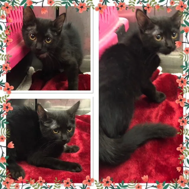 A baby small-sized female Black Domestic Short Hair cat named Bubbles for adoption in Buckhannon, WV