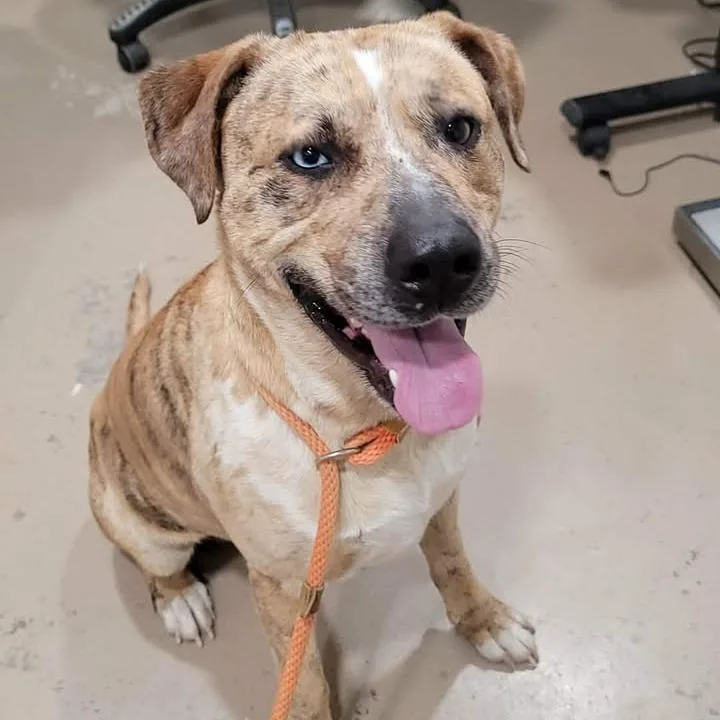 A baby large-sized male Yellow / Tan / Blond / Fawn Catahoula Leopard Dog dog named Watson for adoption in Buchanan Dam, TX