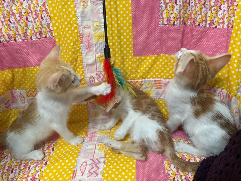 A baby small-sized male Domestic Short Hair cat named Tropicana for adoption in Honolulu, HI