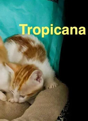 Tropicana thumbnail 4