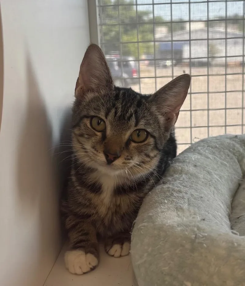 A baby small-sized female Domestic Short Hair cat named May aka Breeze for adoption in Gorham, ME