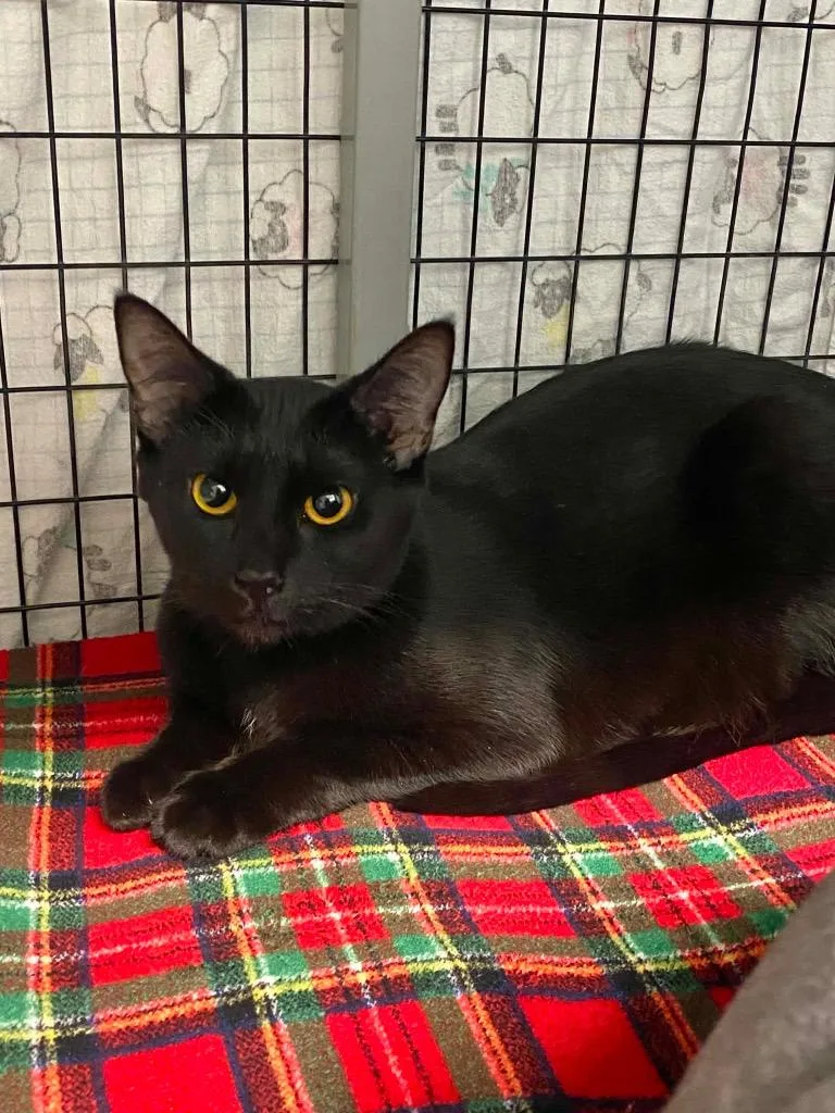 A baby small-sized female Domestic Short Hair cat named Cinder for adoption in Grants Pass, OR